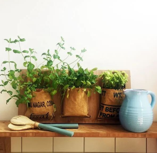 Let it grow hangtuintje munt