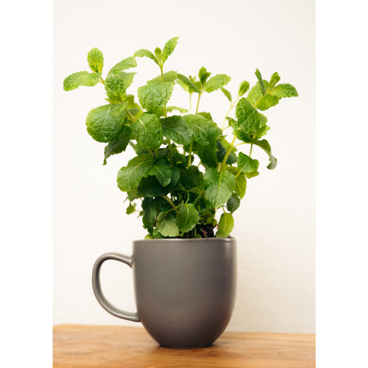 Groei Je Eigen Muntthee Mok