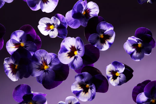 The Ritual of Jozakura small giftset