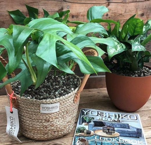 Ashulia mand - M Yoshiko